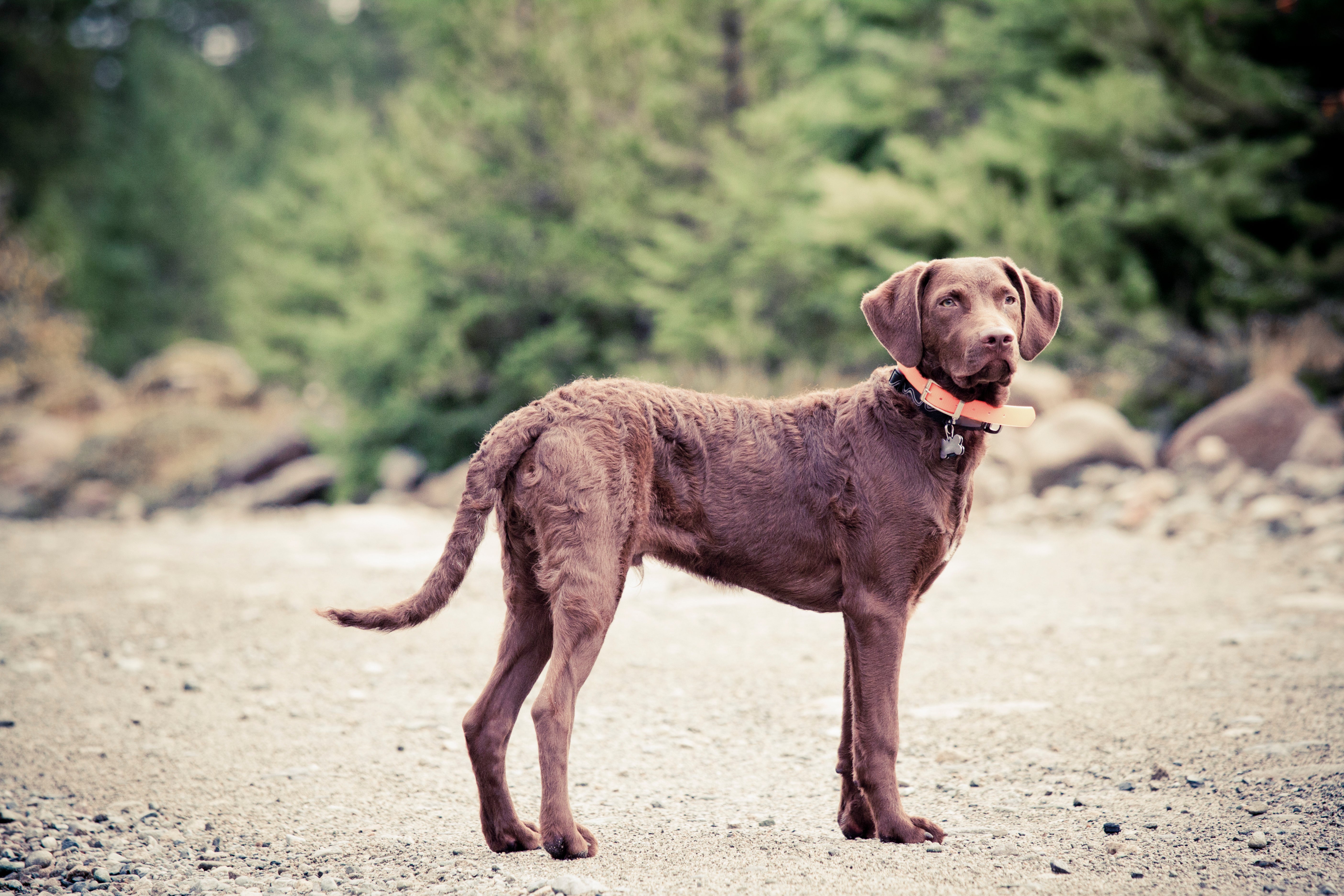 Chesapeake Bay Retriever Dog Breed Adoption Info Petfinder